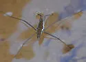 Aquarius remigoides