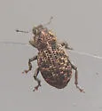 Aracanthus pallidus - photo 2