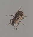Aracanthus pallidus - photo 3