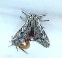 Arachnis aulaea - Hodges#8155 - photo 4
