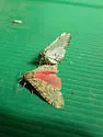 Arachnis citra - Hodges#8151.1
