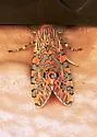 Arachnis citra - Hodges#8151.1 - photo 4