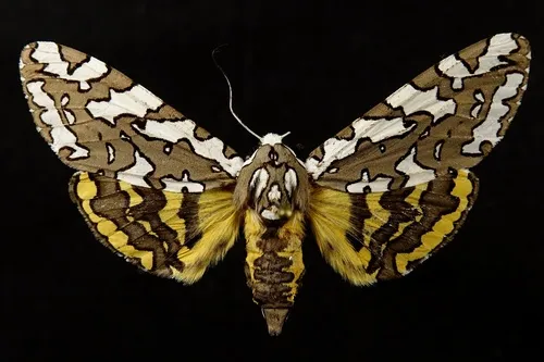 Arachnis zuni - Hodges#8150