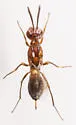 Arachnophaga ferruginea