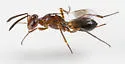Arachnophaga ferruginea - photo 2