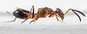 Arachnophaga ferruginea - photo 3