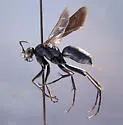 Arachnospila arcta - photo 2