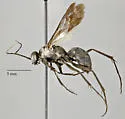 Arachnospila arcta - photo 4