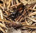 Arachnospila fumipennis