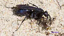 Arachnospila scelestus