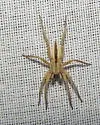 Arachosia cubana