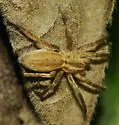 Arachosia cubana - photo 2