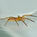 Arachosia cubana - photo 3