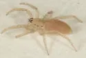 Arachosia cubana - photo 4