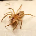 Arachosia cubana - photo 5