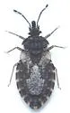 Aradus acutus