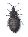 Aradus acutus - photo 2