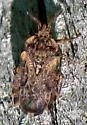 Aradus aequalis
