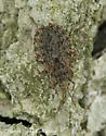 Aradus aequalis - photo 2
