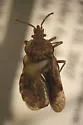 Aradus aequalis - photo 3