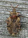 Aradus aequalis - photo 4