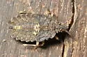 Aradus aequalis - photo 5