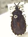 Aradus ampliatus