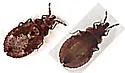 Aradus antennalis