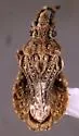 Aradus antennalis - photo 3