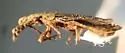 Aradus antennalis - photo 4