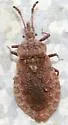 Aradus approximatus