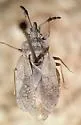 Aradus approximatus - photo 2
