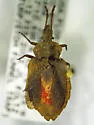 Aradus approximatus - photo 3