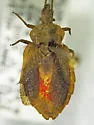 Aradus approximatus - photo 4
