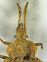 Aradus approximatus - photo 5