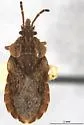 Aradus basalis