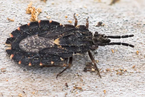 Aradus betulinus