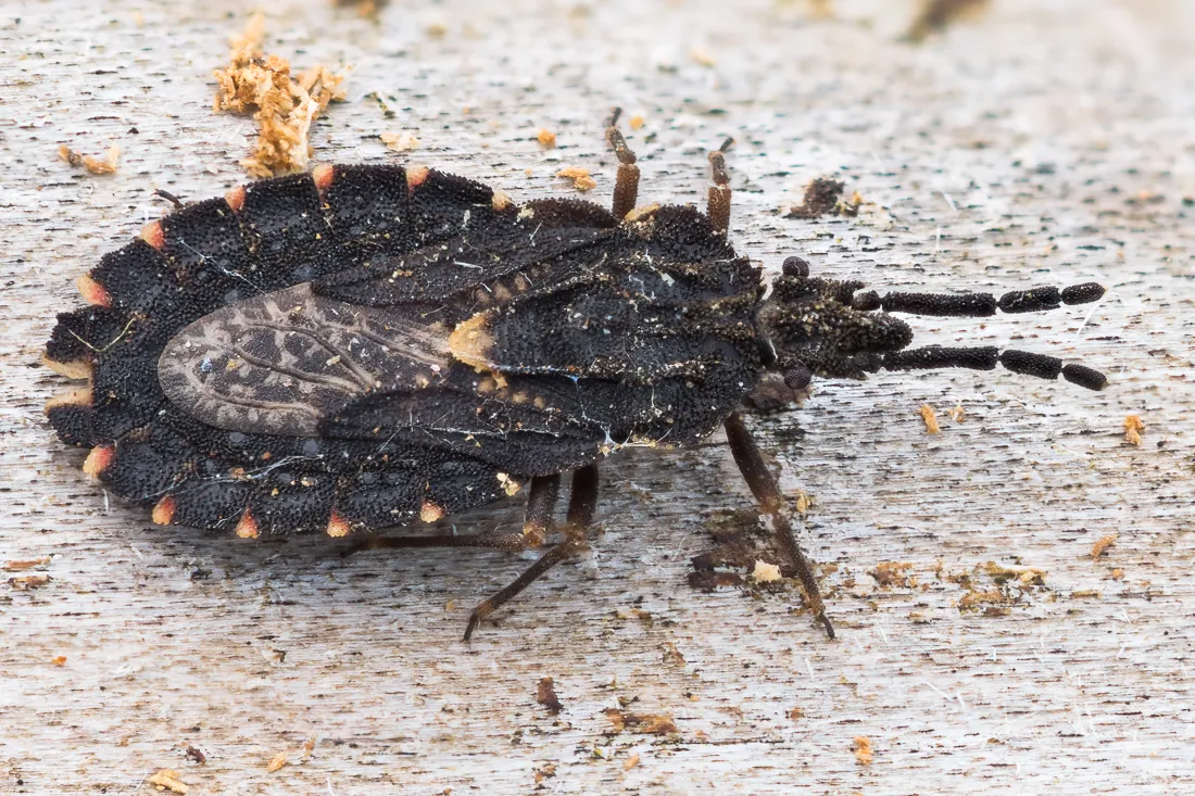 Aradus betulinus - photo 3