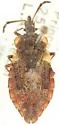 Aradus blaisdelli