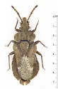 Aradus carolinensis