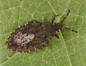 Aradus cf-oviventris