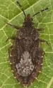 Aradus cf-oviventris - photo 2