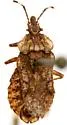 Aradus cincticornis