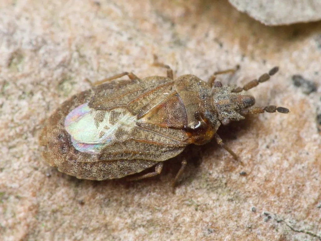 Aradus cinnamomeus - photo 3