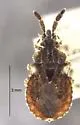 Aradus coarctatus