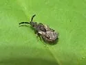 Aradus coarctatus - photo 2