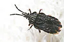 Aradus compressus