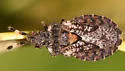 Aradus concinnus