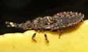 Aradus concinnus - photo 3