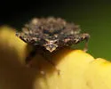 Aradus concinnus - photo 4